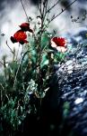 Mohn