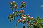 Apfelblüte f. Rotbäckchen.