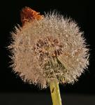 Pusteblume mit Hütchen.