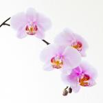 Mit Tilt & Shift auf den Chip geschubste Phalaenopsis