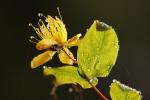 Hypericum reflexum