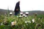 Gänseblümchen in Gimmeldingen