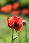 Zingster Mohn mit 100er STF
