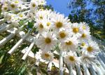 Chrysanteme am Gartenzaun