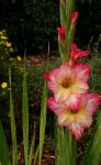 junge Gladiole