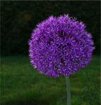 Allium Globemaster