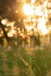 Mohn im Sonnenaufgang