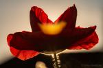 Mohn im Abendlicht 1