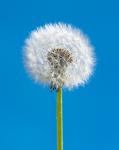 Pusteblume - vom Winde verweht