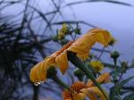 Blüte im Morgentau