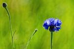 Kornblume