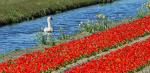 Tulpen 1
