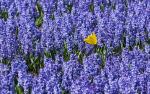 Tulpen 2