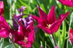 Tulpen 3