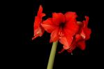 Amaryllis