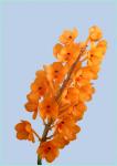 Ascocentium Miniatum