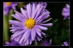 Aster