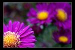 Aster 2