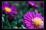 Aster3