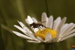 Bremse auf Gänseblümchen 1