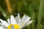 Bremse auf Gänseblümchen 2