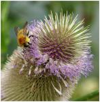 Blüte mit Biene