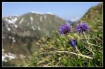 Unbekanntes Blümchen