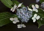 Bauern Hortensie