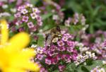 Bunte Blume mit Biene