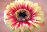 Blume Gerbera