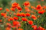 Mohn