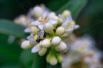 Blüte mit "Nasch-Käfern"