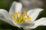 Anemone nemorosa