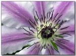 clematis