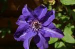 Clematis lila