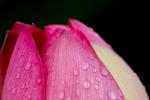Lotusblüte II