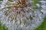 Pusteblume