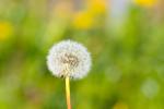 Pusteblume