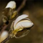 Magnolienknospe