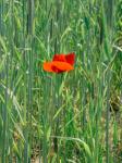 Mohn_2