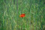 Mohn