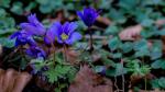 Blaue Anemone