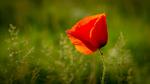 Mohn2