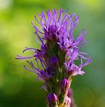 Blüte