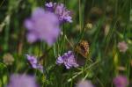 Skabiose mit Besucher