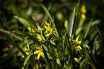 Frühling