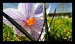 Krokus
