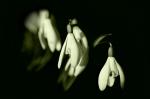 Snowdrops die Zweite