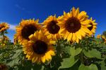 Sonnenblumen