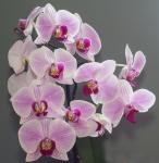 Orchideen